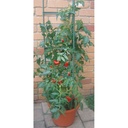 Tomatenkaefig-Rankhilfe-fuer-Kletterpflanzen-Gemuese-und-Blumen-tomatenkaefig-rankhilfe-kletterpflanzen-stuetze-pflanzenstuetze-gemuese-rankgitter-tomatenhilfe-garten-rankhilfe-modular-ra.jpg